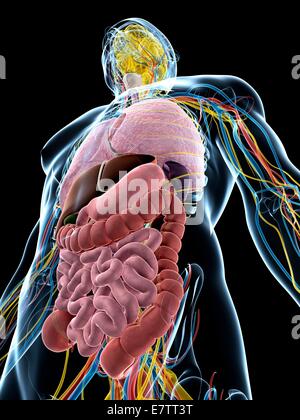 Menschliche Anatomie, Computer-Grafik. Stockfoto