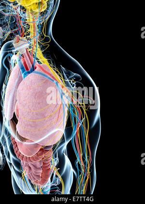 Menschlichen Lunge Anatomie, Computer-Grafik. Stockfoto