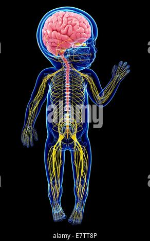 Baby Nervensystem, Computer-Grafik. Stockfoto