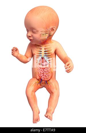 Baby Anatomie, Computer-Grafik. Stockfoto