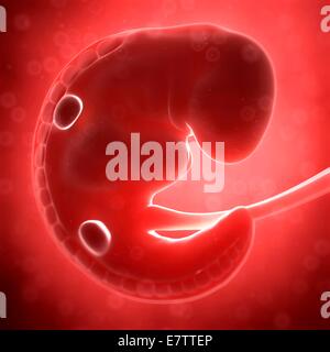 Menschliche fötale Entwicklung (1 Monat), Computer-Grafik. Stockfoto