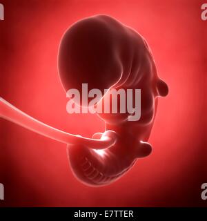 Menschliche fötale Entwicklung (1 Monat), Computer-Grafik. Stockfoto