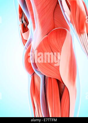 Menschliche Muskulatur, Computer-Grafik. Stockfoto