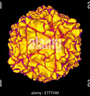 Reis gelb Mottle Virus, Computer-Grafik. Stockfoto