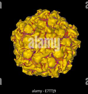 Sat-Panicum-Mosaik-Virus, Computer-Grafik. Stockfoto