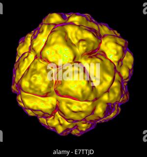 Sat-Tabak Nekrose Virus, Computer-Grafik. Stockfoto