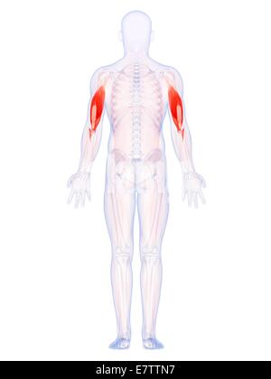 Menschlichen Oberarm Muskeln, Computer-Grafik. Stockfoto