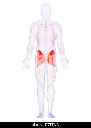 Menschlichen Gesäßmuskulatur, Computer-Grafik. Stockfoto