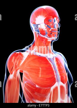 Menschliche Muskulatur, Computer-Grafik. Stockfoto