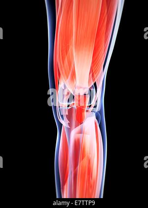 Menschlichen Knie Muskeln, Computer-Grafik. Stockfoto