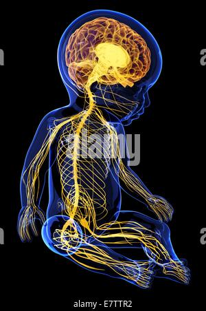 Baby Nervensystem, Computer-Grafik. Stockfoto