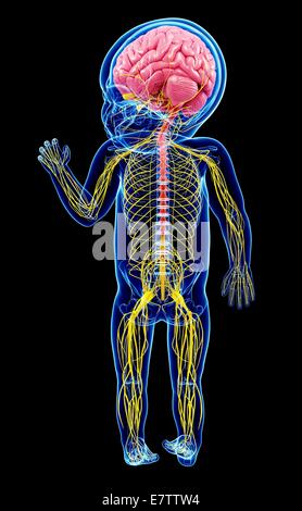 Baby Nervensystem, Computer-Grafik. Stockfoto