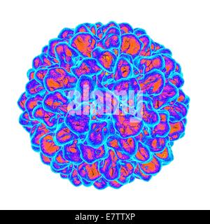 Tomate Aspermy Virus, Computer-Grafik. Stockfoto