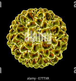 Tomate Aspermy Virus, Computer-Grafik. Stockfoto