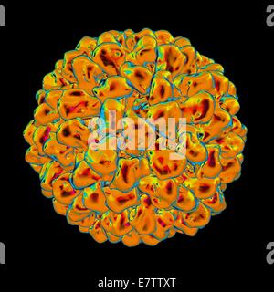 Tomate Aspermy Virus, Computer-Grafik. Stockfoto