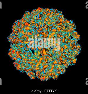 West-Nil-Virus, Computer-Grafik. Stockfoto