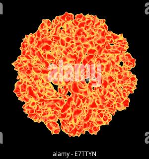 West-Nil-Virus, Computer-Grafik. Stockfoto