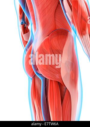 Menschlichen Gesäßmuskulatur, Computer-Grafik. Stockfoto