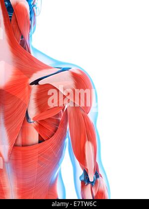 Menschliche Rückenmuskulatur, Computer-Grafik. Stockfoto