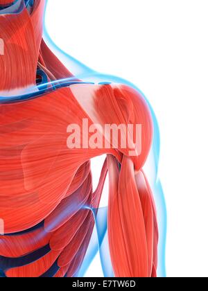 Menschlichen Schultermuskulatur, Computer-Grafik. Stockfoto