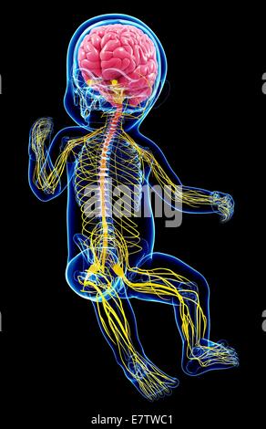 Baby Nervensystem, Computer-Grafik. Stockfoto