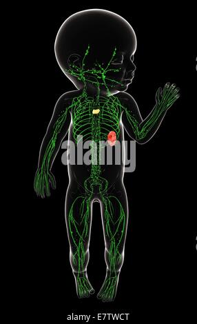 Baby das lymphatische System, Computer Grafik. Stockfoto