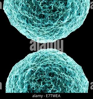 Menschliche t-Zelle Leukämie Virus, Computer-Grafik. Stockfoto