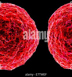 Menschliche t-Zelle Leukämie Virus, Computer-Grafik. Stockfoto