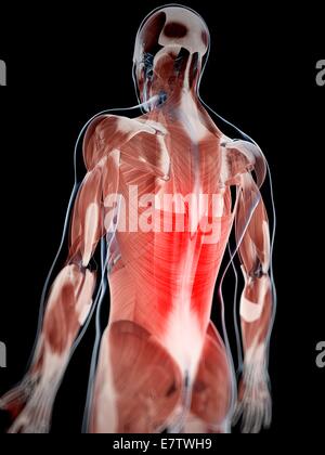 Menschliche Rückenmuskulatur, Computer-Grafik Stockfotografie - Alamy