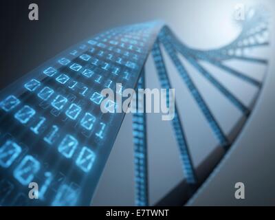 Binär-Code auf einem Teilbereich Desoxyribonukleinsäure (Dna), Computer-Grafik. Stockfoto