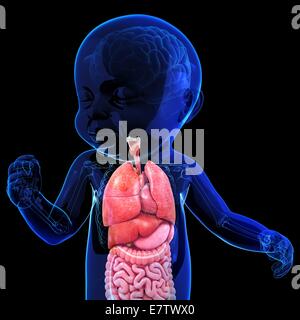 Baby Anatomie, Computer-Grafik. Stockfoto