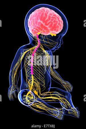 Baby Nervensystem, Computer-Grafik. Stockfoto