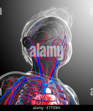 Menschlichen Herz-Kreislauf-System, Computer-Grafik. Stockfoto