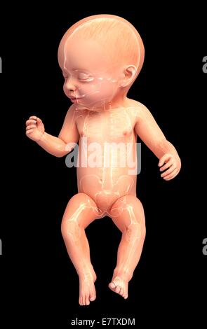 Baby Anatomie, Computer-Grafik. Stockfoto