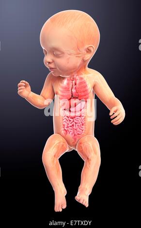 Baby Anatomie, Computer-Grafik. Stockfoto