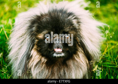 Graue lustige Pekinese Pekinese Peke Hund ruht auf dem Rasen Stockfoto