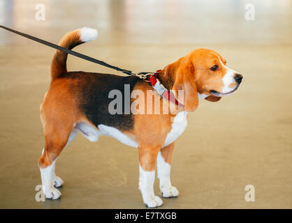 Jung, schön, braune und weiße Beagle Hund Welpe stehend auf Hund angeleint Indoor Stockfoto