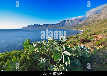 Südafrika, Meer Landschaft entlang der Chapmans Peak road Stockfoto