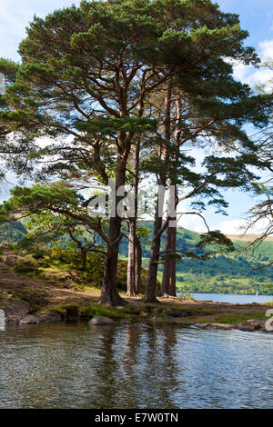 Die englischen Lake District - Föhren neben Ullswater, Cumbria UK Stockfoto