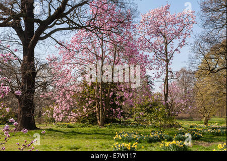 Royal Botanic Gardens, Kew, London. Magnolien und Narzissen im Frühjahr Stockfoto
