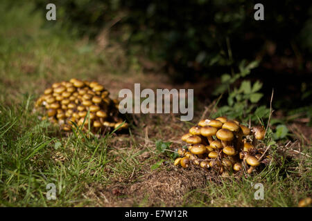 Pilze im Westonbirt Arboretum. Stockfoto