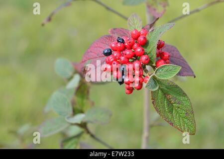 Wayfaring Baum (Viburnum Lantana) in Früchten im Sommer Stockfoto