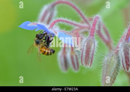 Honigbiene (Apis Mellifera) sammeln Nektar auf Blume des Borretsch - Starflower (Borrango Officinalis) Stockfoto