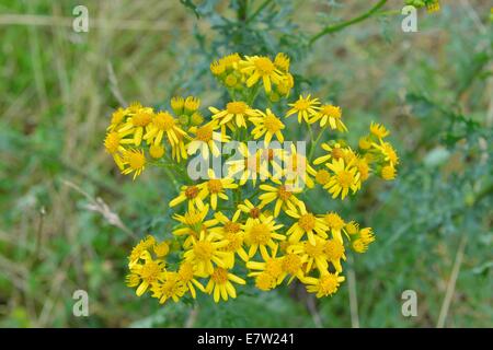 Oxford-Kreuzkraut (Senecio Squalidus) blühen im Sommer Stockfoto