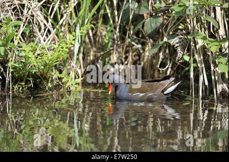 Teichhühner - gemeinsame Gallinule (Gallinula Chloropus - Fulica Chloropus) auf der Suche nach Nahrung in einem Sumpf im Frühling Stockfoto