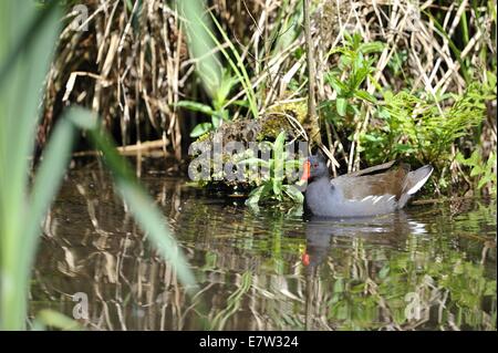 Teichhühner - gemeinsame Gallinule (Gallinula Chloropus - Fulica Chloropus) auf der Suche nach Nahrung in einem Sumpf im Frühling Stockfoto