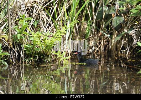 Teichhühner - gemeinsame Gallinule (Gallinula Chloropus - Fulica Chloropus) Küken schwimmen in einem Sumpf im Frühling Stockfoto