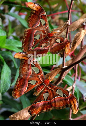 Die riesigen männlichen und weiblichen Atlas Moth (Attacus Atlas) während der Balz und Paarung Stockfoto