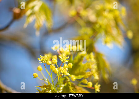 Acer Platanoides im Frühjahr Knospen © Jane Ann Butler Fotografie JABP1295 Stockfoto