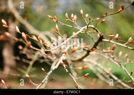 Knospen des neuen Lebens - die Kraft von Gaia © Jane Ann Butler Fotografie JABP1259 Stockfoto